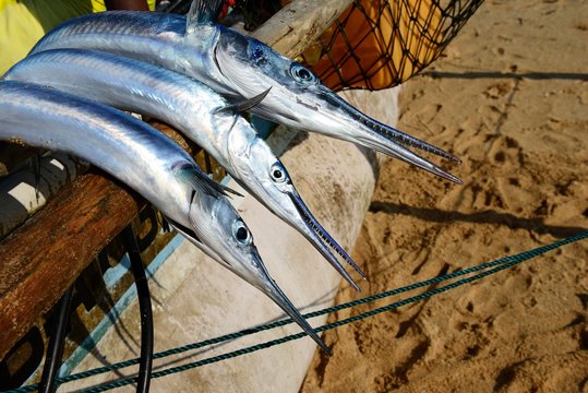 Freshly caught barracudas