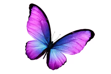 Fotobehang Vlinder mooie paarse vlinder geïsoleerd op een witte achtergrond