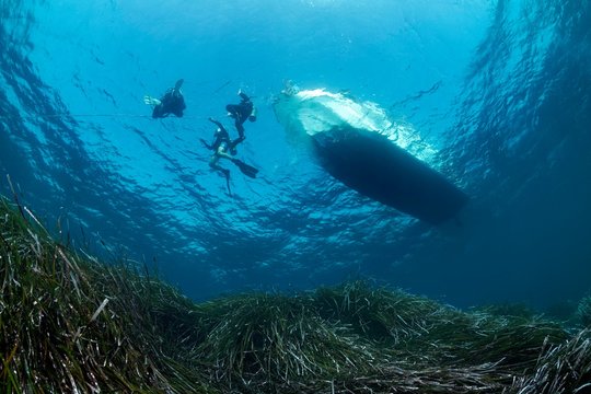 Divers dive on rope, Diving boat, Neptune Grass (Posidonia oceanica), Mediterranean Sea, Southern Cyprus, Cyprus, Europe