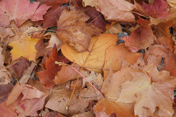 Das Laub ist gefallen