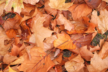 Herbststimmung im Wald