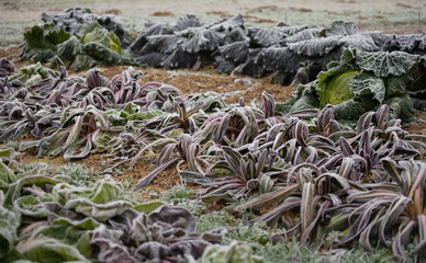 frost salad after a cold night in winter