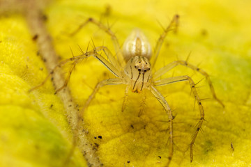 close up of yellow jumping spider or Burmese Lynx Spider on the yellow leaf