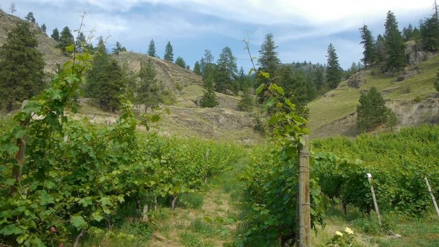 Panning left to right over an organic vineyard beside a rocky mountain (closer)