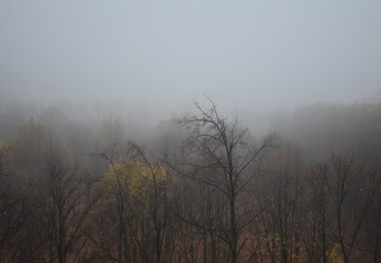 Foggy autumn day.
