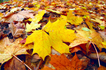 autumn leaves on the ground