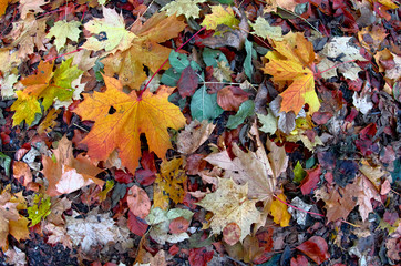 autumn leaves on the ground