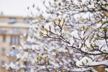Snow covering branches of magnolia tree with flower buds
