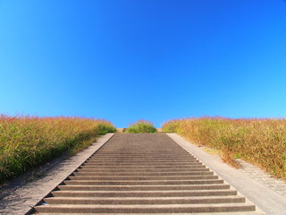 秋の土手の石段