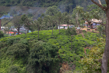 Indian tea plantation in the Darjiling