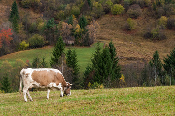 Naklejka premium Organic farming in the mountains