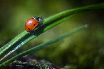 13 / 10000 АНГЛИЙСКИЙ Перевести вGoogleBing ladybug