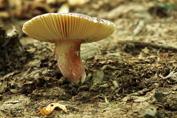 mushroom in forest-11