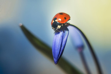 ladybug on a spring Scilla