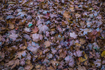 Frozen leaves of trees on the lawn in the park. Autumn landscape