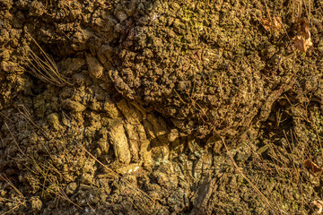 Close-up of old wood tree surface, full frame