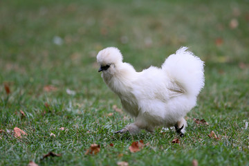 An ornamental hen is an attraction on the farm.