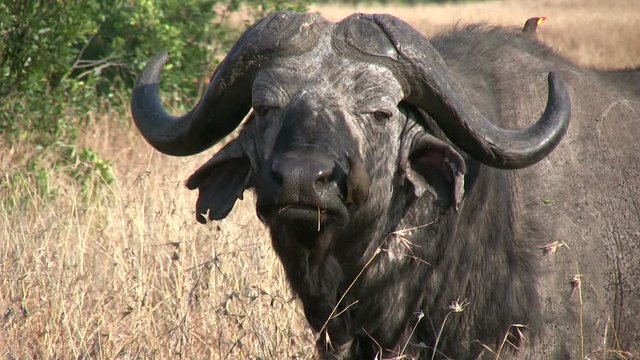 A buffalo sits patiently as a tick bird cleans his nose.mov