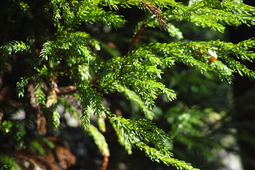 pine branch close-up