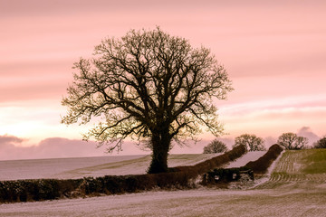 Naklejka premium SNOWY SCENES IN YORKSHIRE,UK