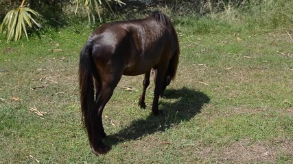 Horse eating grass at green field