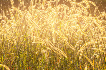 Close-up of golden wild grass on the sunset.selective focus.