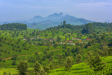 Fototapeta premium Beautiful village and tea plantations in Munnar, Kerala, India.