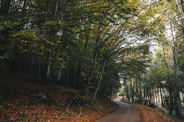 Naklejka premium Road in forest