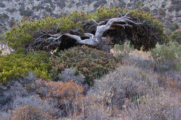 Pine tree at the trail from Olympos to Forokli on Karpathos in Greece
