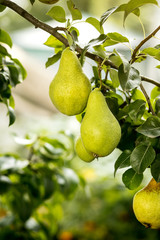 Tasty young healthy organic juicy pears hanging on a branch