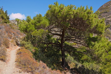 Fototapeta na wymiar Pine tree at the trail from Olympos to Forokli on Karpathos in Greece 