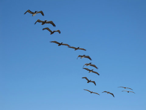 flock of pelicans on blue sky