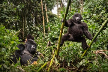 Obraz premium Dziki goryl górski w środowisku naturalnym. Bardzo rzadkie i zagrożone zwierzę z bliska. Afrykańska przyroda, duże i charyzmatyczne stworzenie. Górskie goryle. Gorilla beringei beringei.