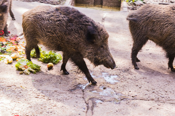 several jabalies eating fruits and vegetables