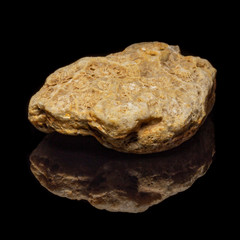 Natural fossilized coral on a black background