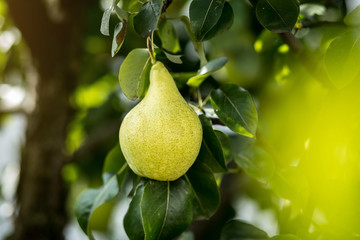 Tasty young healthy organic juicy pears hanging on a branch