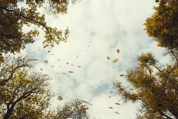 leaves falling from forest trees in autumn, view toward sky, low angle perspective
