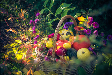 Fototapety  Jesienny kosz z owocami wypełniony owocami