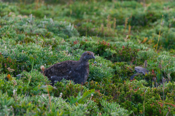 Bird looking down at plants