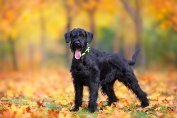  Giant Schnauzer  standing in yellow and orane fall leaves