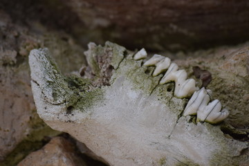 Jaw bone