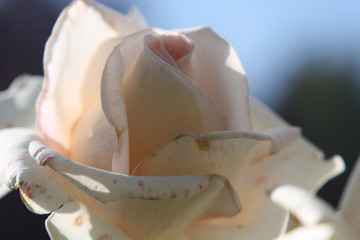 Fototapeta na wymiar Rose