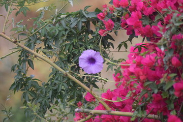 Purple and pink flowers