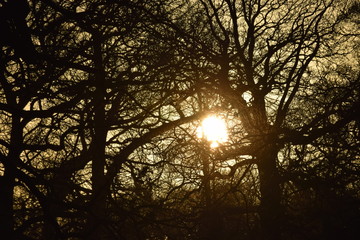Sunset behind trees