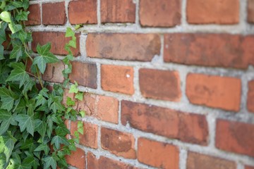 Obraz premium bluszcze cegła2