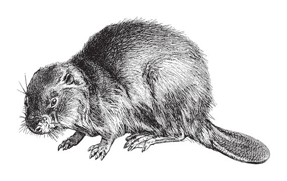 Eurasian Beaver (Castor Fiber) / vintage illustration from Meyers Konversations-Lexikon 1897 