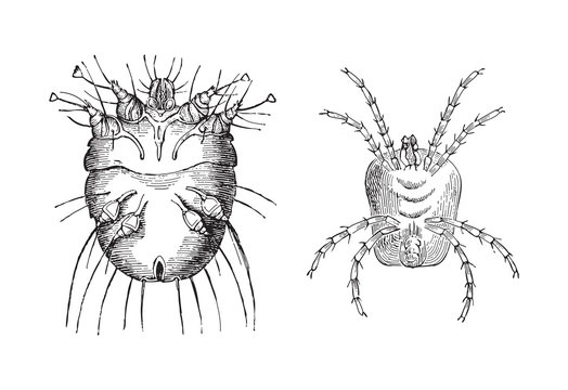 Itch mite (Sarcoptes scabiei) left and Velvet mite (Trombidium holosericeum) right / vintage illustration from Meyers Konversations-Lexikon 1897