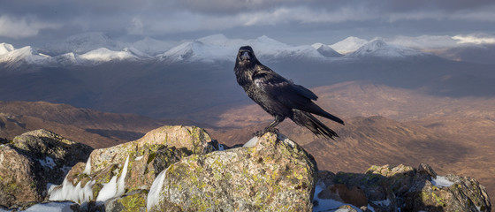 Shinny Corvidae Corvus on peak of summit of Stob Dearg, Buachaille Etive Mòr, Scotland highlands...