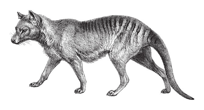 Tasmanian wolf (Thylacinus cynocephalus) / vintage illustration from Meyers Konversations-Lexikon 1897 