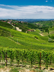 Vineyards near Barbaresco, Cuneo, in Langhe